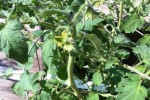 Planting Fall Tomatoes