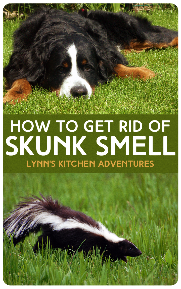 skunk smell on dogs face