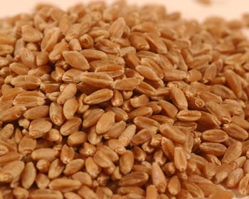 Hard-Red-Winter-Wheat