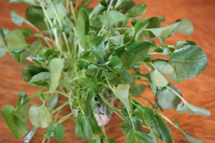 Upland Cress