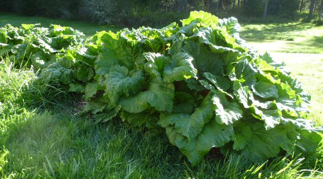 rhubarb patch