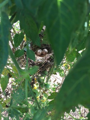 Bird's nest in tomato plant