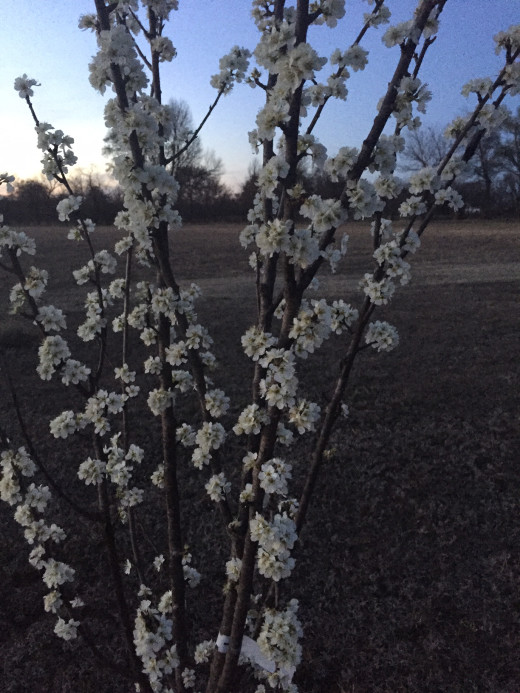 Fruit Trees