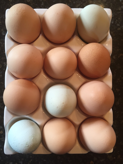 Fresh Eggs