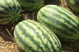 Watermelon