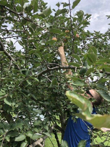 Everyday Adventures Apple Picking