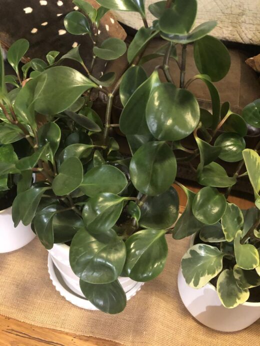 Three plants on a bench inside