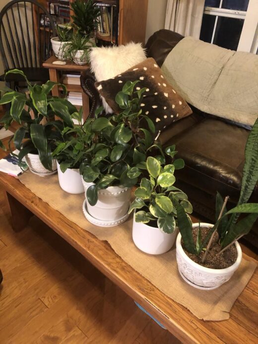Plants on a table