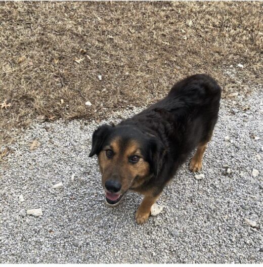 Mixed breed dog