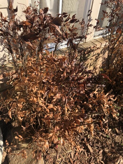 dead shrub
