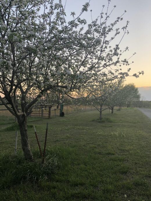 sunset and tree