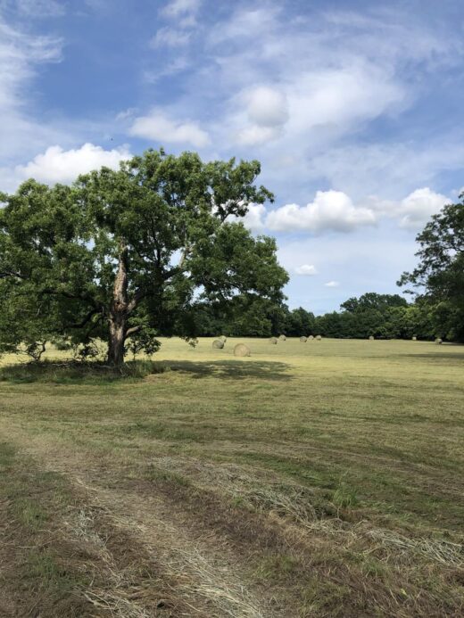 hay field