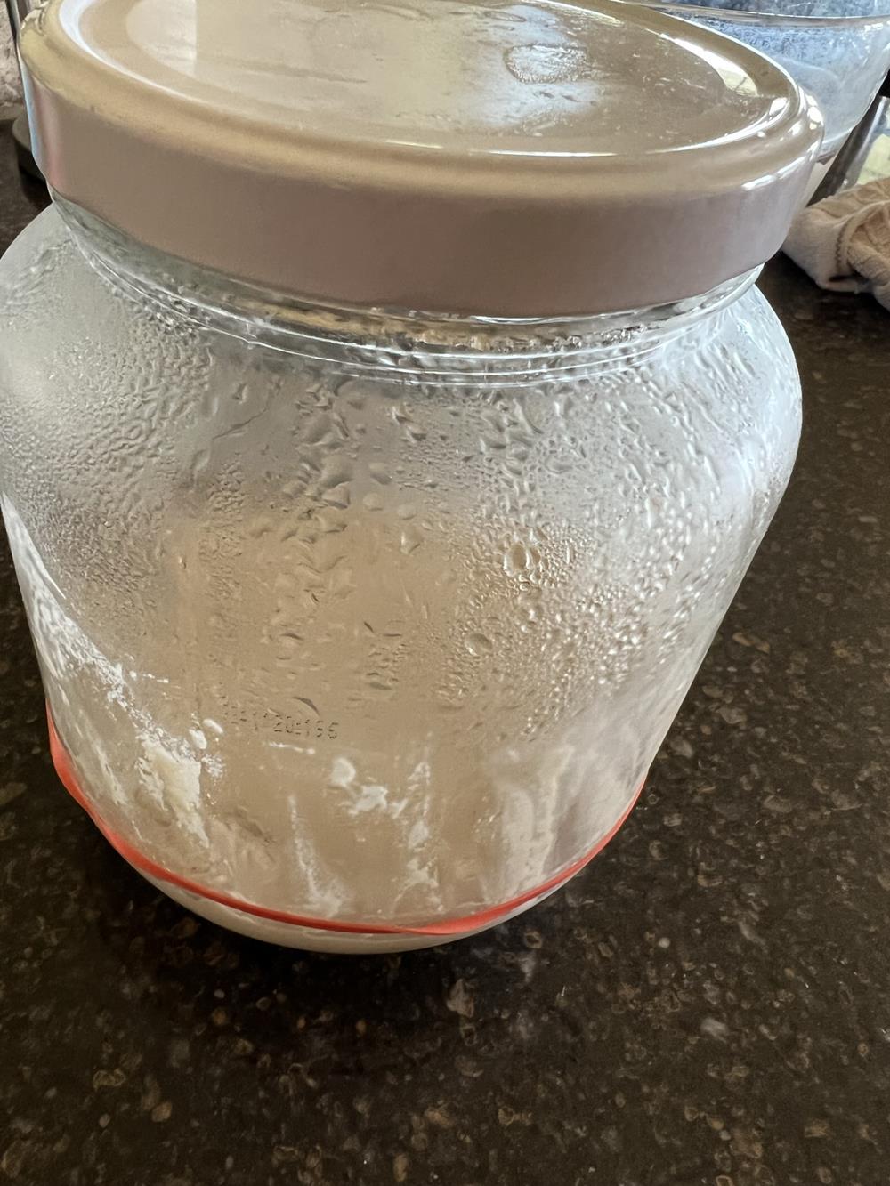 gf sourdough starter